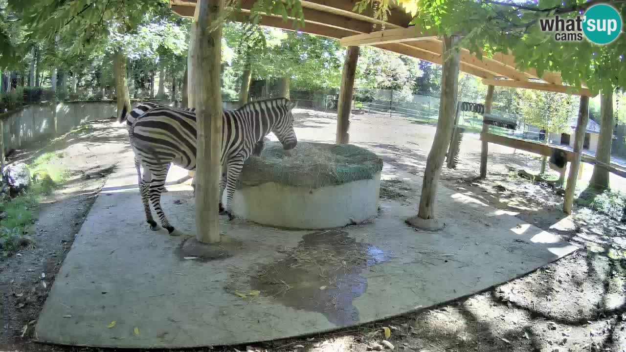 Live webcam Zebras in Ljubljana ZOO – Slovenia