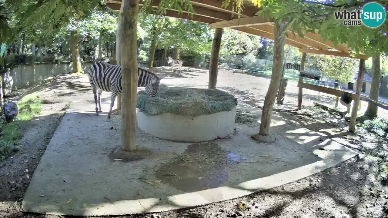 Camera en vivo Cebras in Ljubljana ZOO – Eslovenia