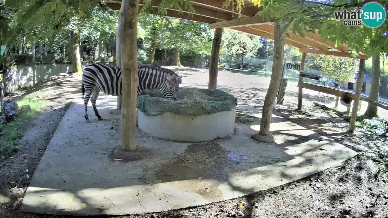 Zebre v živo v živalskem vrtu Ljubljana ZOO spletne kamere