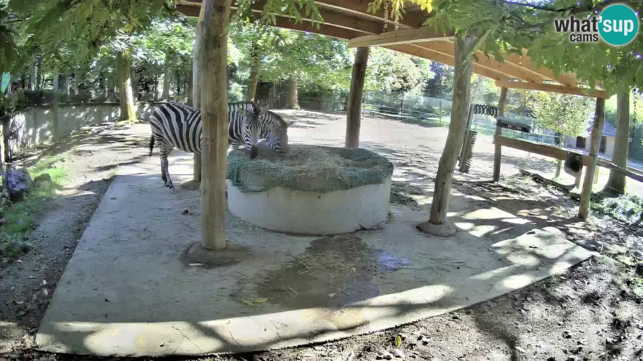 Web kamera uživo Zebras u ZOO Ljubljana – Slovenija