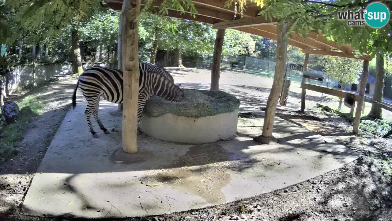 Web kamera uživo Zebras u ZOO Ljubljana – Slovenija