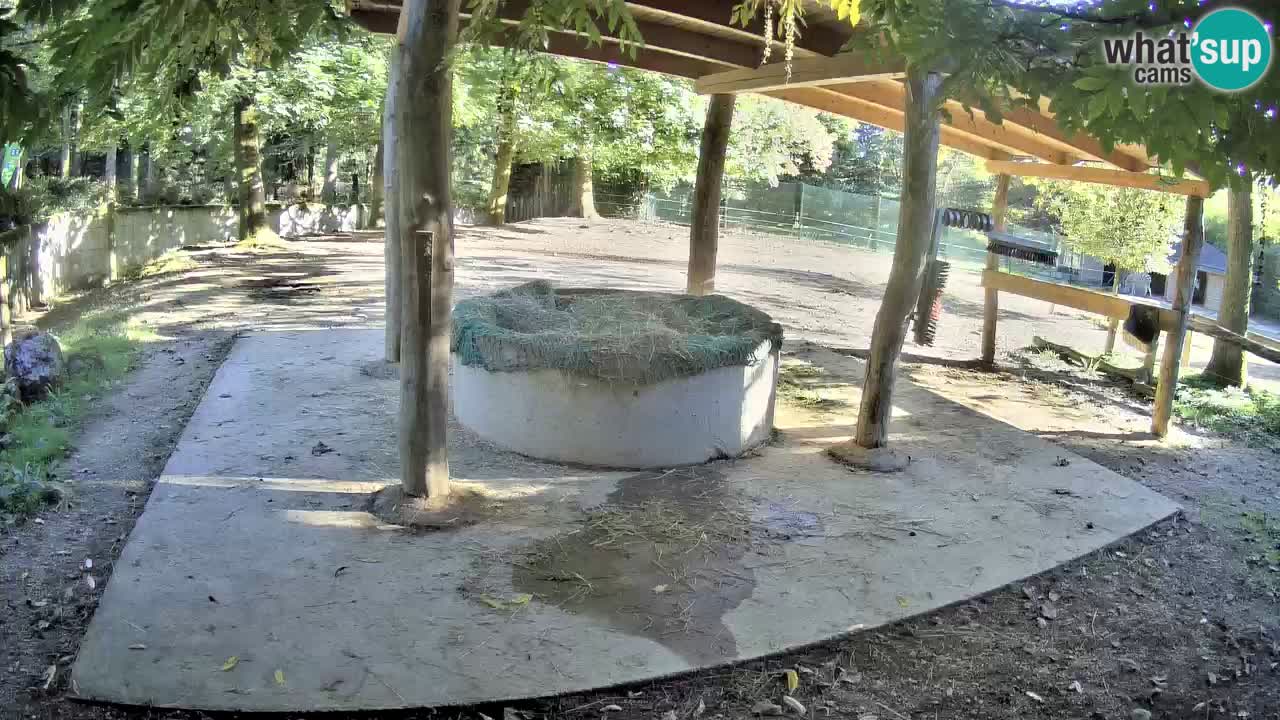 Le Zebre nello ZOO di Ljubljana – Slovenia Live webcam