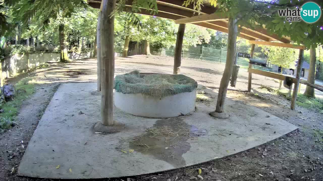 Live webcam Les zèbres in Ljubljana ZOO – Slovénie