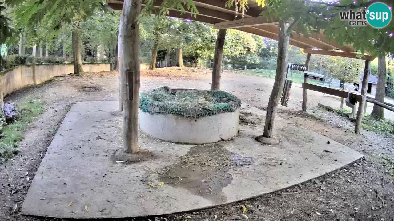 Le Zebre nello ZOO di Ljubljana – Slovenia Live webcam