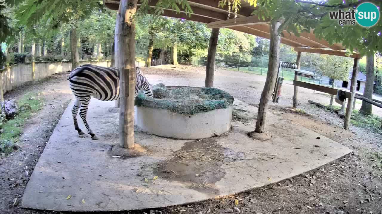 Le Zebre nello ZOO di Ljubljana – Slovenia Live webcam
