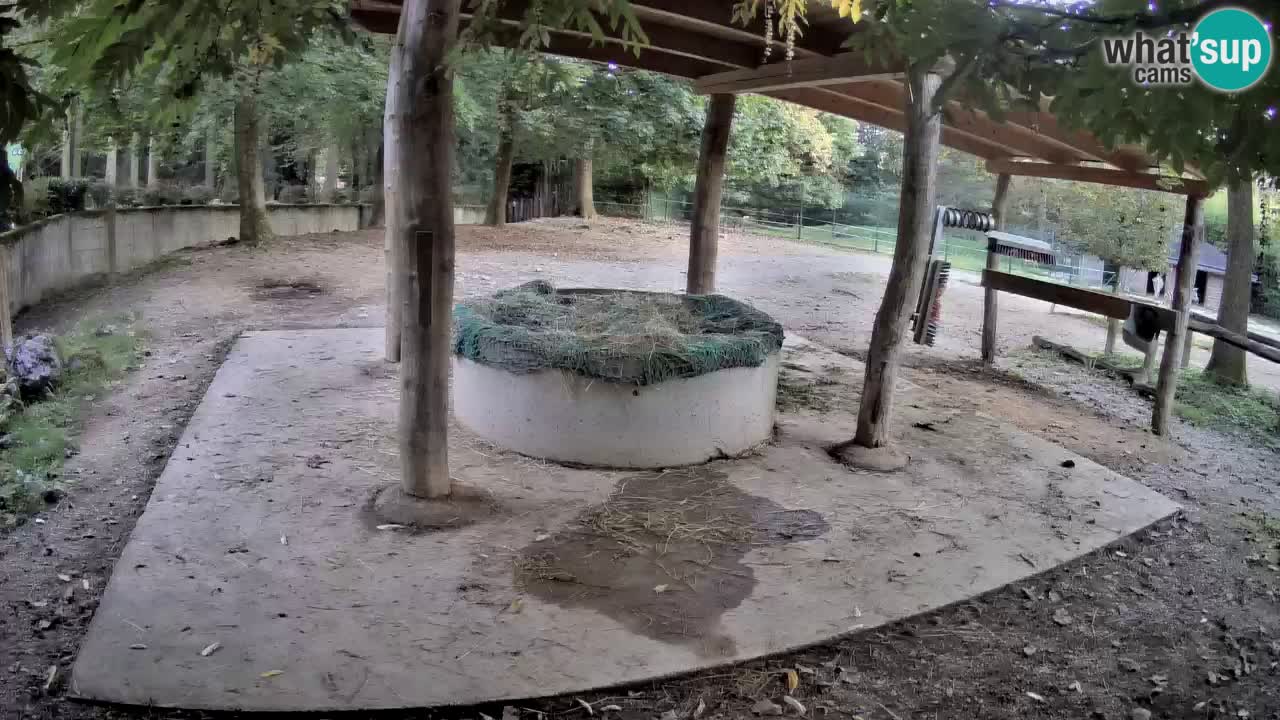 Live Webcam Zebras in Ljubljana ZOO – Slowenien