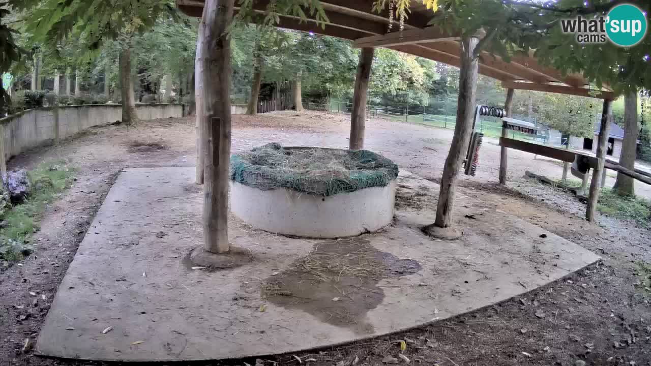Live Webcam Zebras in Ljubljana ZOO – Slowenien