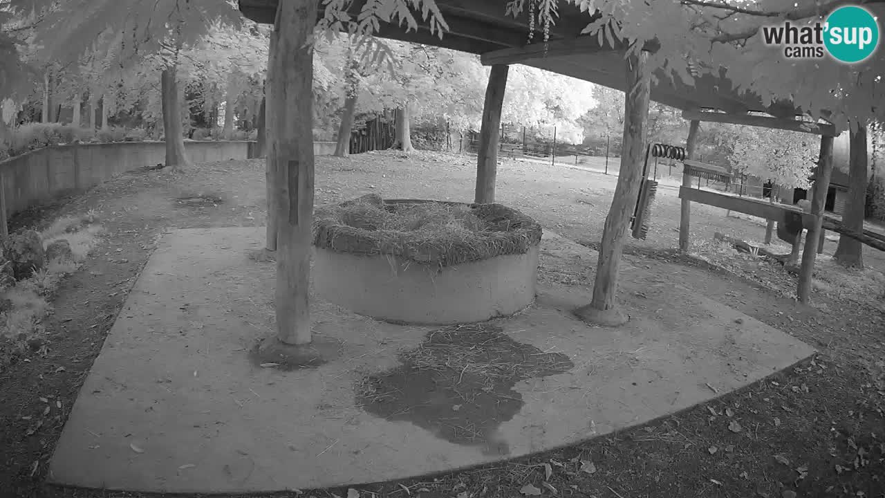 Live Webcam Zebras in Ljubljana ZOO – Slowenien