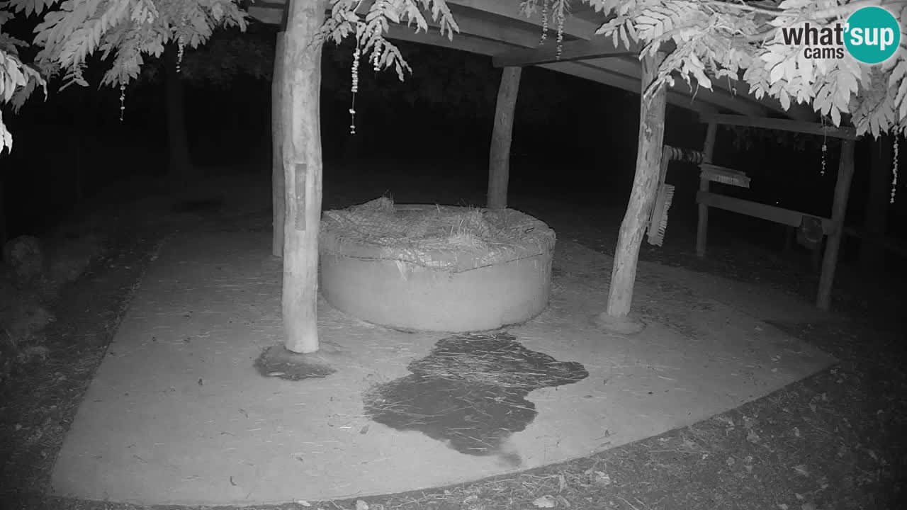 Live Webcam Zebras in Ljubljana ZOO – Slowenien