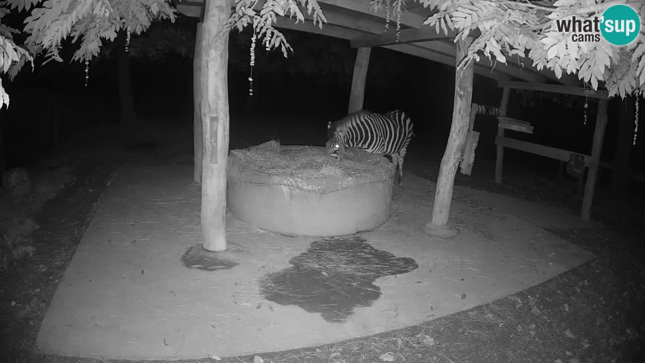 Live Webcam Zebras in Ljubljana ZOO – Slowenien