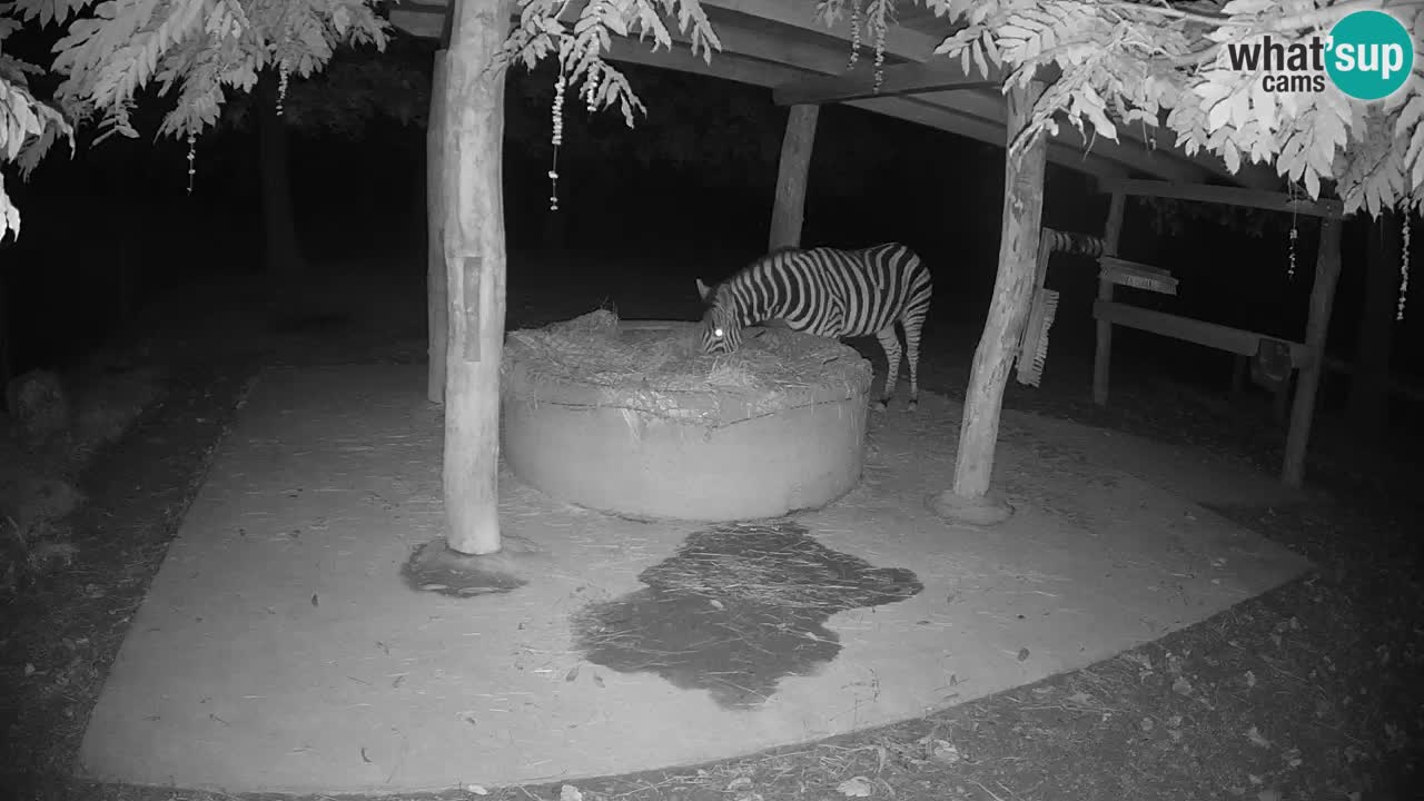 Live webcam Zebras in Ljubljana ZOO – Slovenia