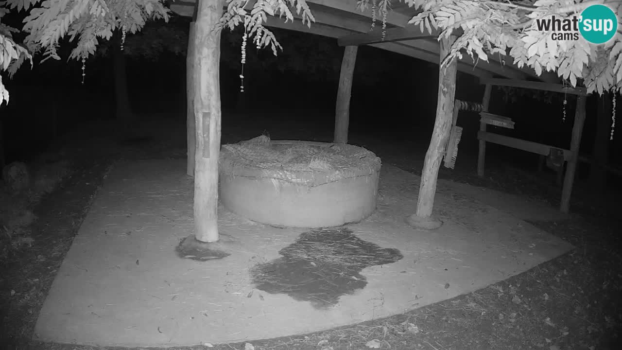 Live webcam Zebras in Ljubljana ZOO – Slovenia