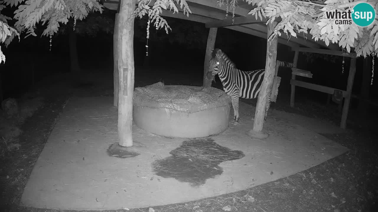 Camera en vivo Cebras in Ljubljana ZOO – Eslovenia