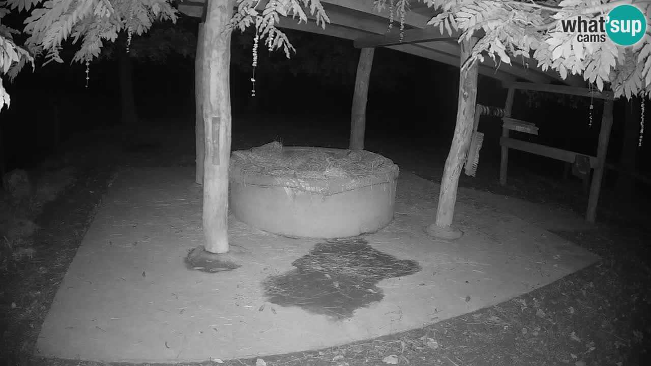 Camera en vivo Cebras in Ljubljana ZOO – Eslovenia