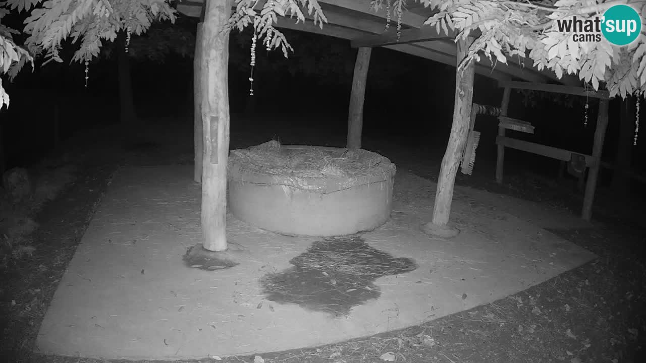 Live webcam Les zèbres in Ljubljana ZOO – Slovénie