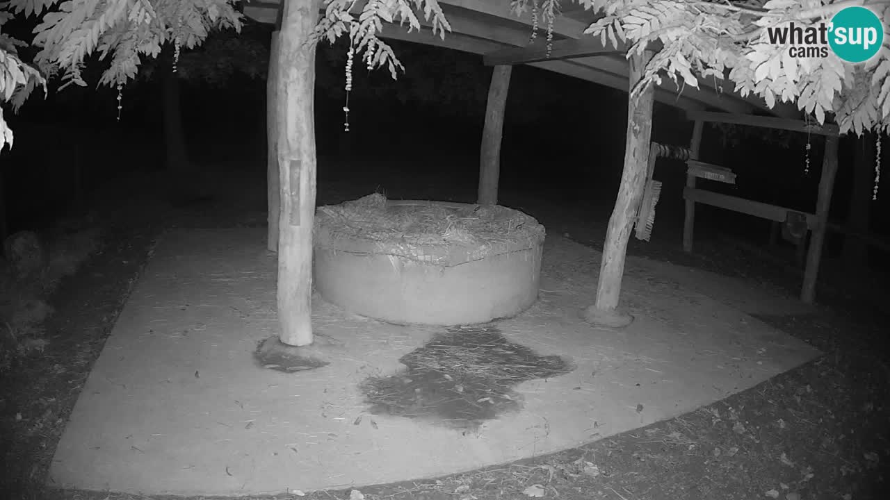 Live webcam Zebras in Ljubljana ZOO – Slovenia