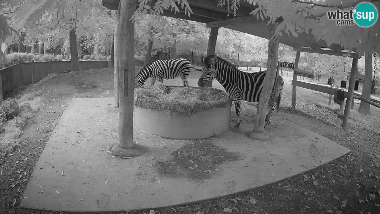 Le Zebre nello ZOO di Ljubljana – Slovenia Live webcam