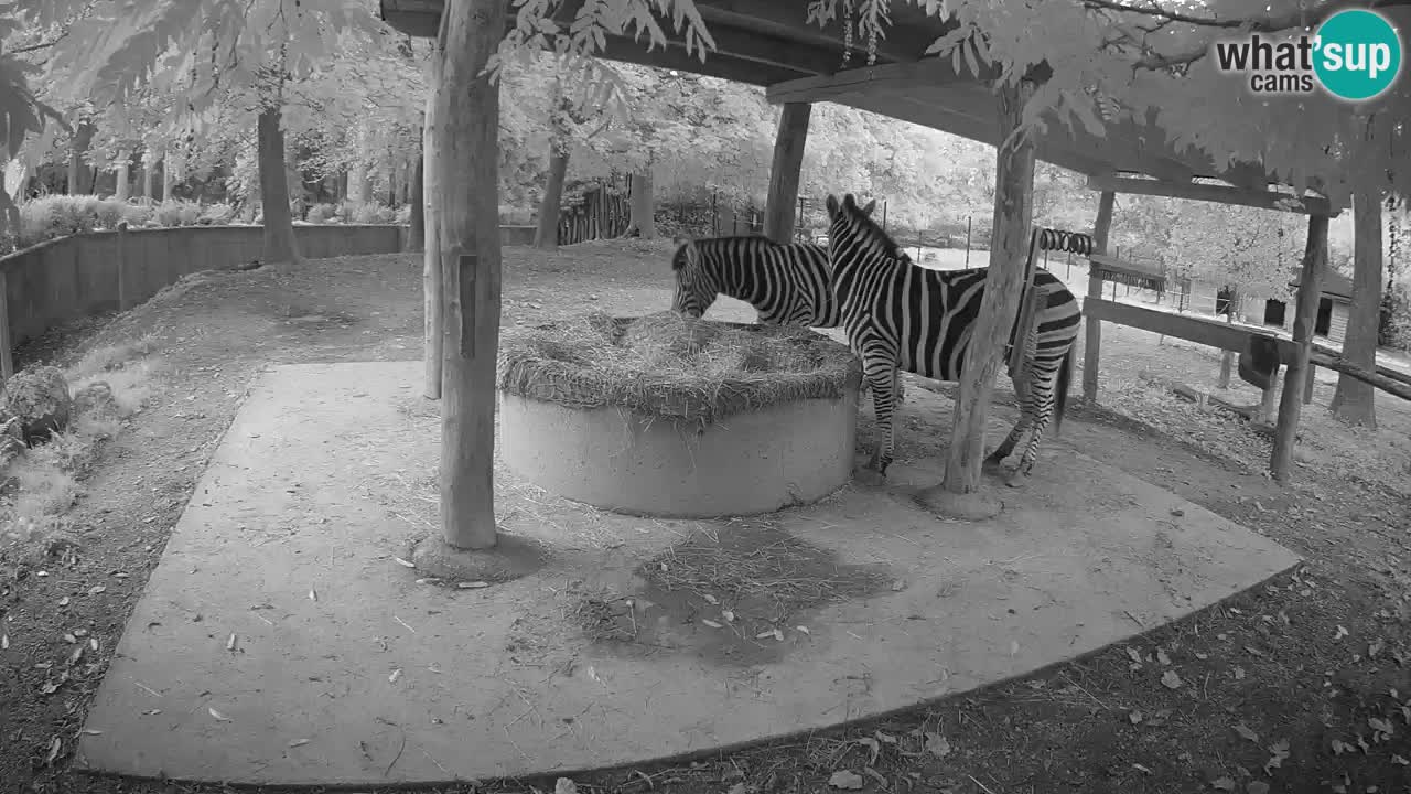 Le Zebre nello ZOO di Ljubljana – Slovenia Live webcam