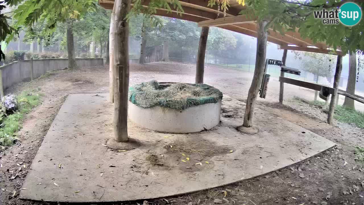 Camera en vivo Cebras in Ljubljana ZOO – Eslovenia