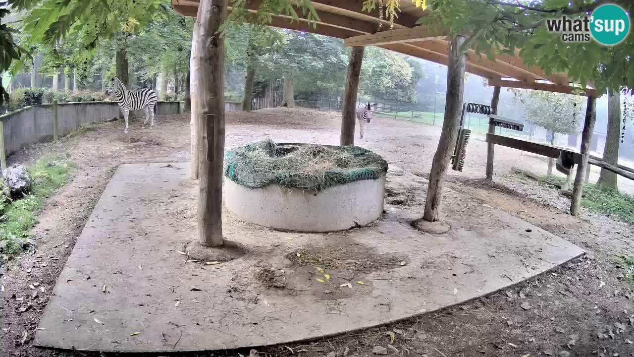 Web kamera uživo Zebras u ZOO Ljubljana – Slovenija