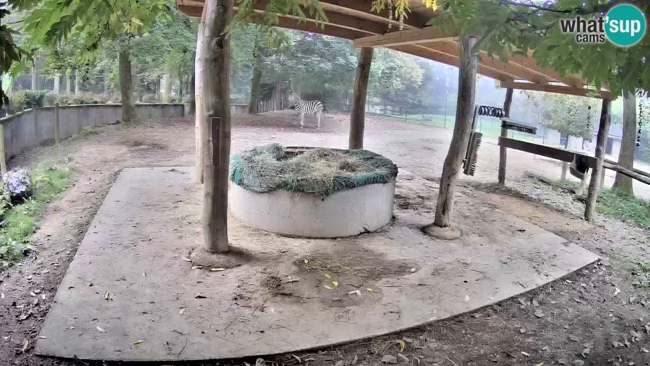 Web kamera uživo Zebras u ZOO Ljubljana – Slovenija