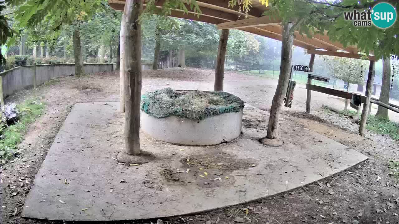 Zebre v živo v živalskem vrtu Ljubljana ZOO spletne kamere