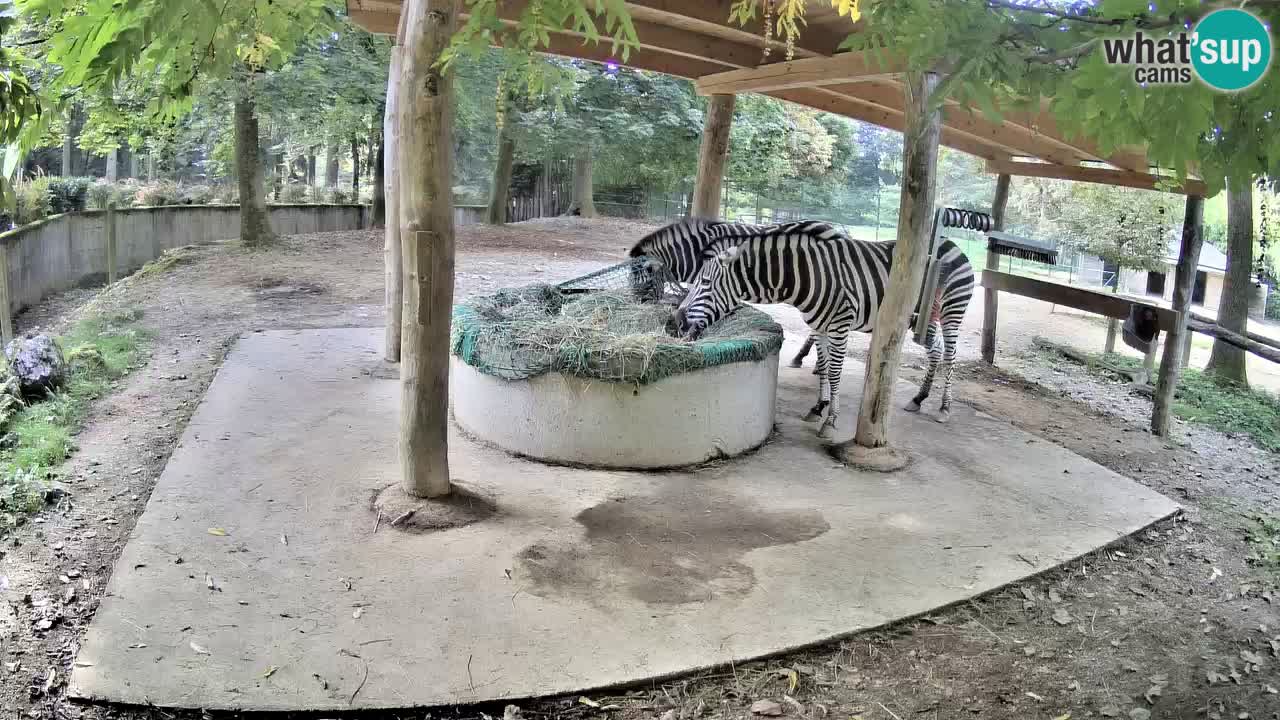 Camera en vivo Cebras in Ljubljana ZOO – Eslovenia