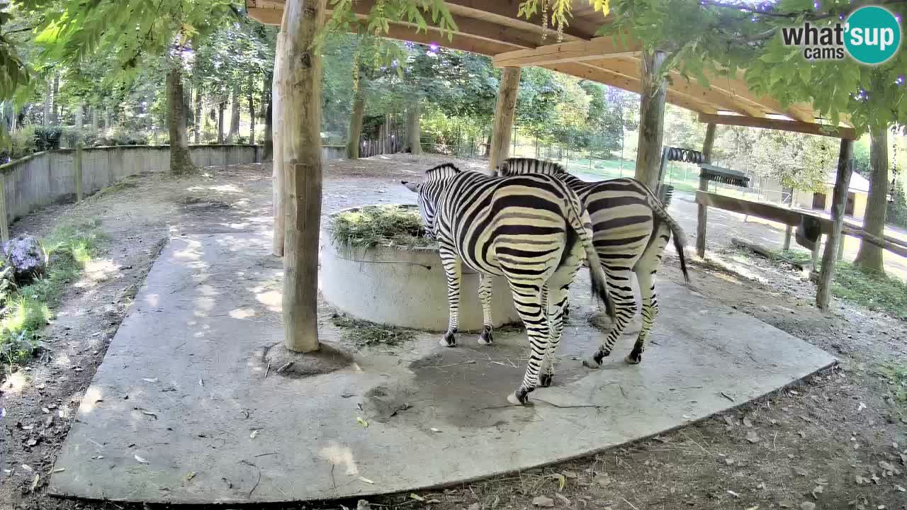Live webcam Zebras in Ljubljana ZOO – Slovenia
