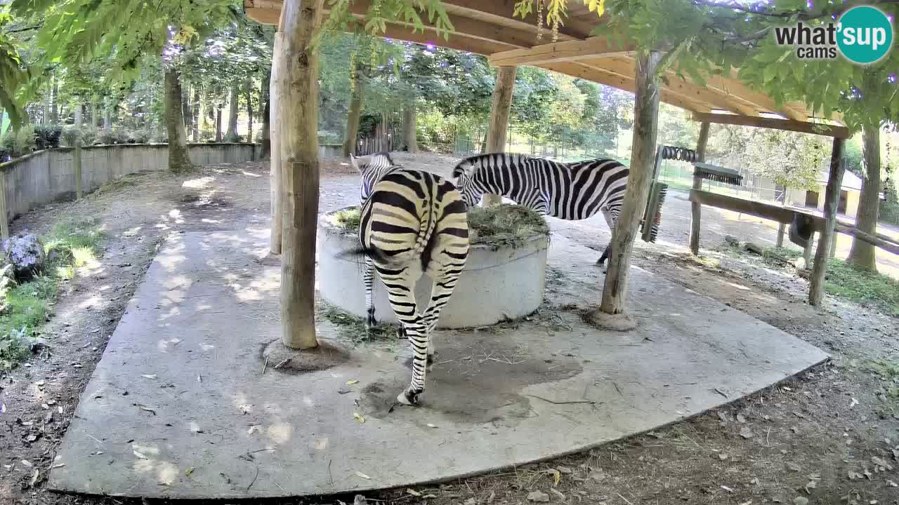 Live Webcam Zebras in Ljubljana ZOO – Slowenien