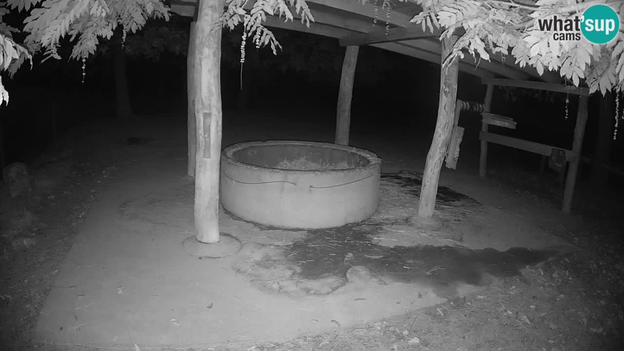 Live webcam Les zèbres in Ljubljana ZOO – Slovénie