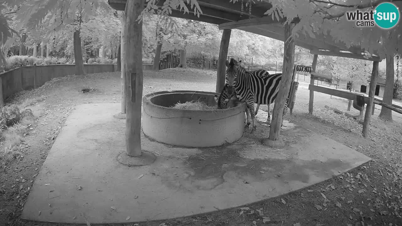 Live Webcam Zebras in Ljubljana ZOO – Slowenien