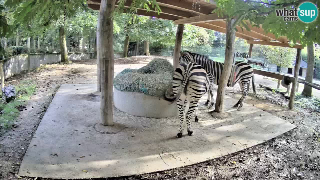 Live webcam Zebras in Ljubljana ZOO – Slovenia