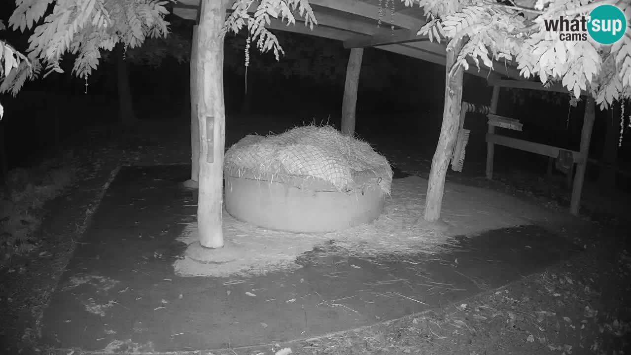 Live webcam Zebras in Ljubljana ZOO – Slovenia