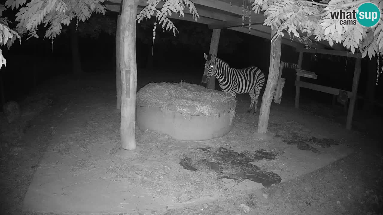 Live Webcam Zebras in Ljubljana ZOO – Slowenien