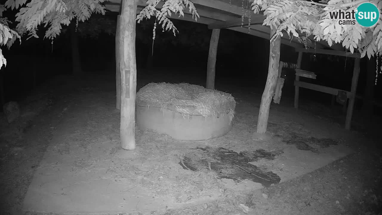 Live Webcam Zebras in Ljubljana ZOO – Slowenien