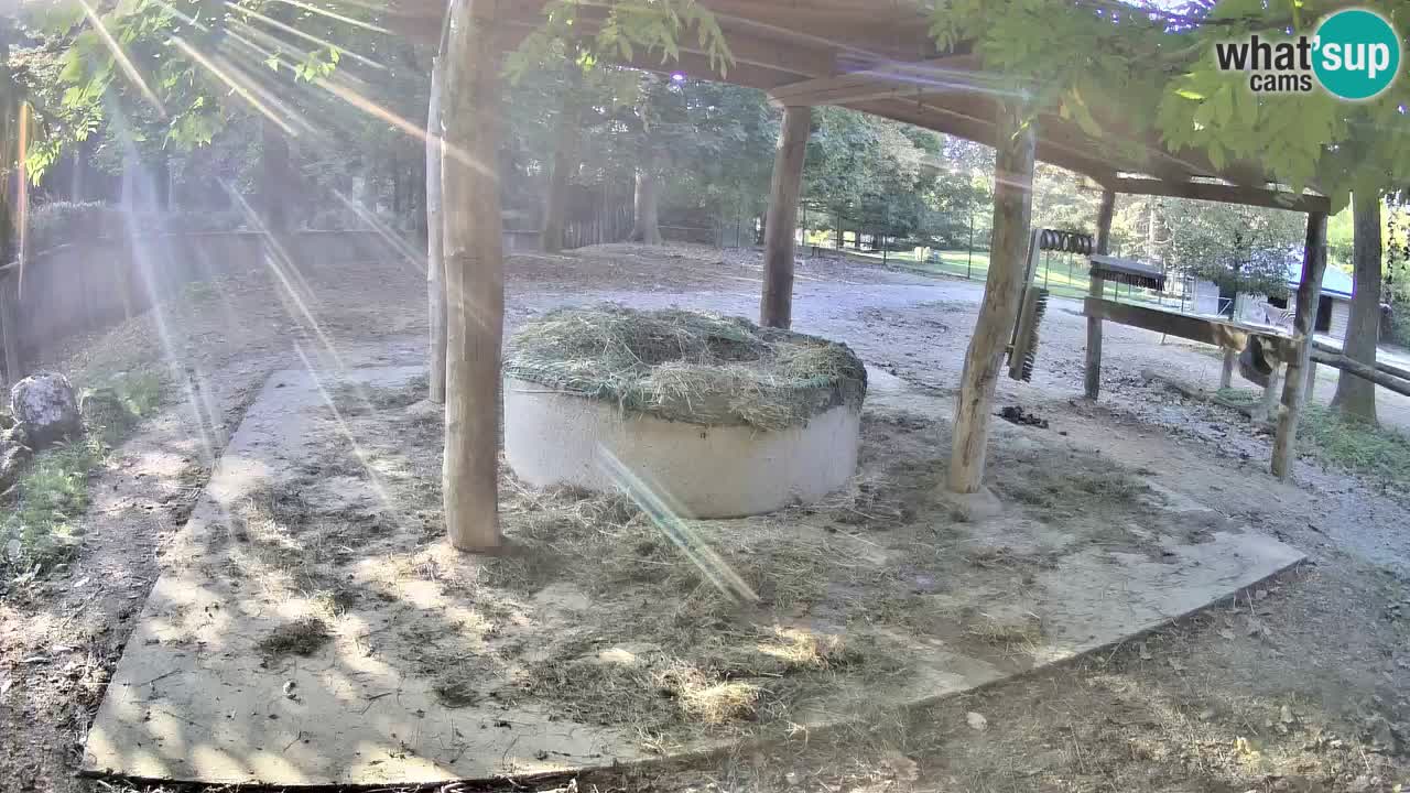 Le Zebre nello ZOO di Ljubljana – Slovenia Live webcam
