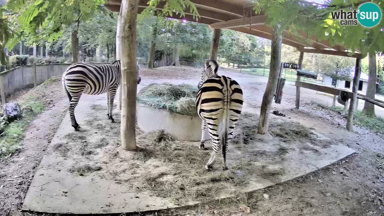 Le Zebre nello ZOO di Ljubljana – Slovenia Live webcam
