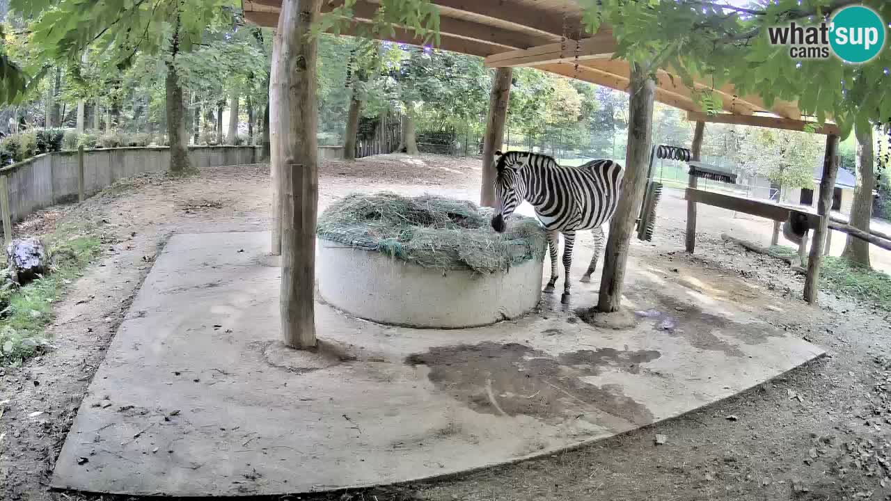 Le Zebre nello ZOO di Ljubljana – Slovenia Live webcam
