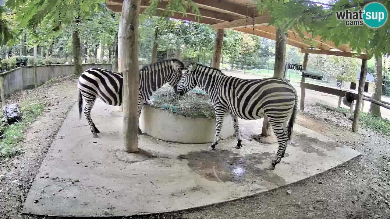 Le Zebre nello ZOO di Ljubljana – Slovenia Live webcam