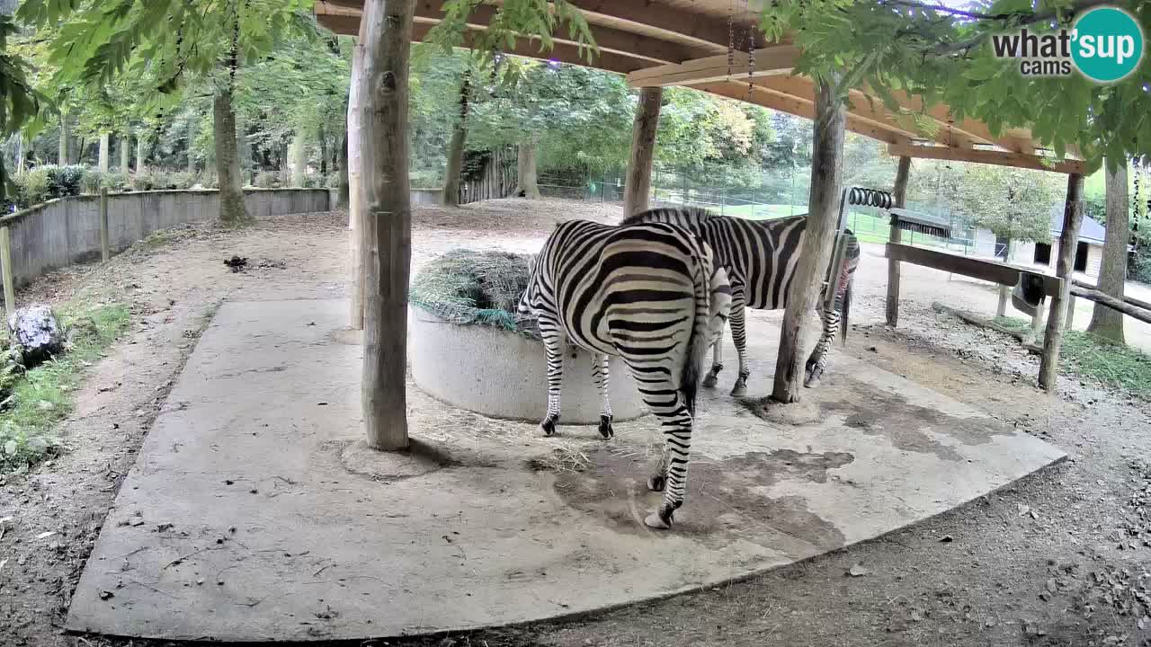 Le Zebre nello ZOO di Ljubljana – Slovenia Live webcam