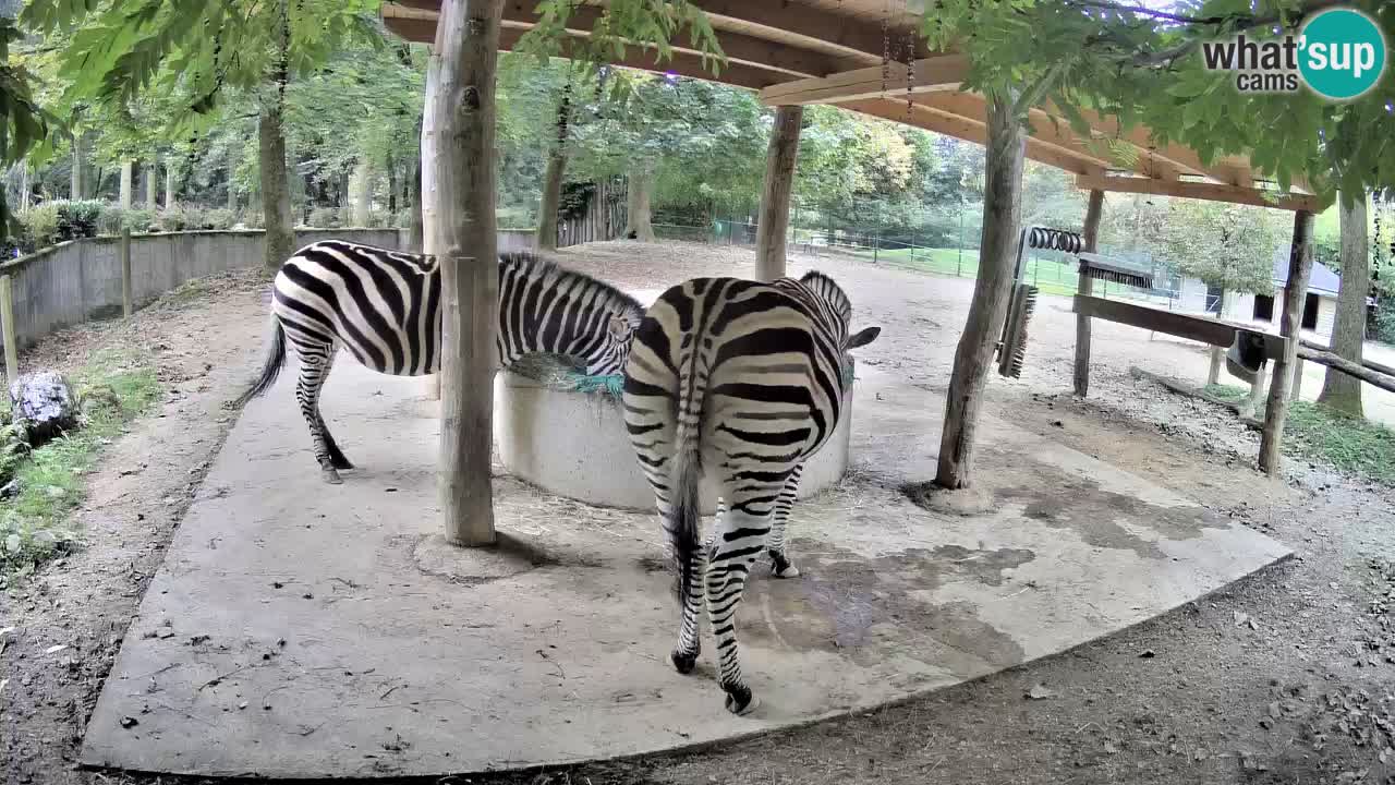 Le Zebre nello ZOO di Ljubljana – Slovenia Live webcam