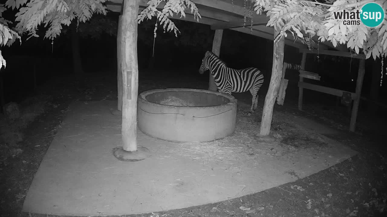Zebre v živo v živalskem vrtu Ljubljana ZOO spletne kamere