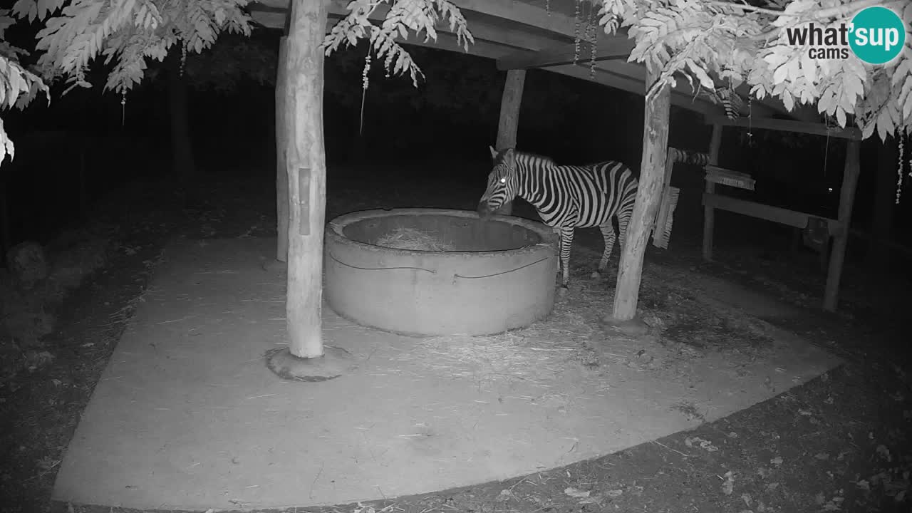 Zebre v živo v živalskem vrtu Ljubljana ZOO spletne kamere
