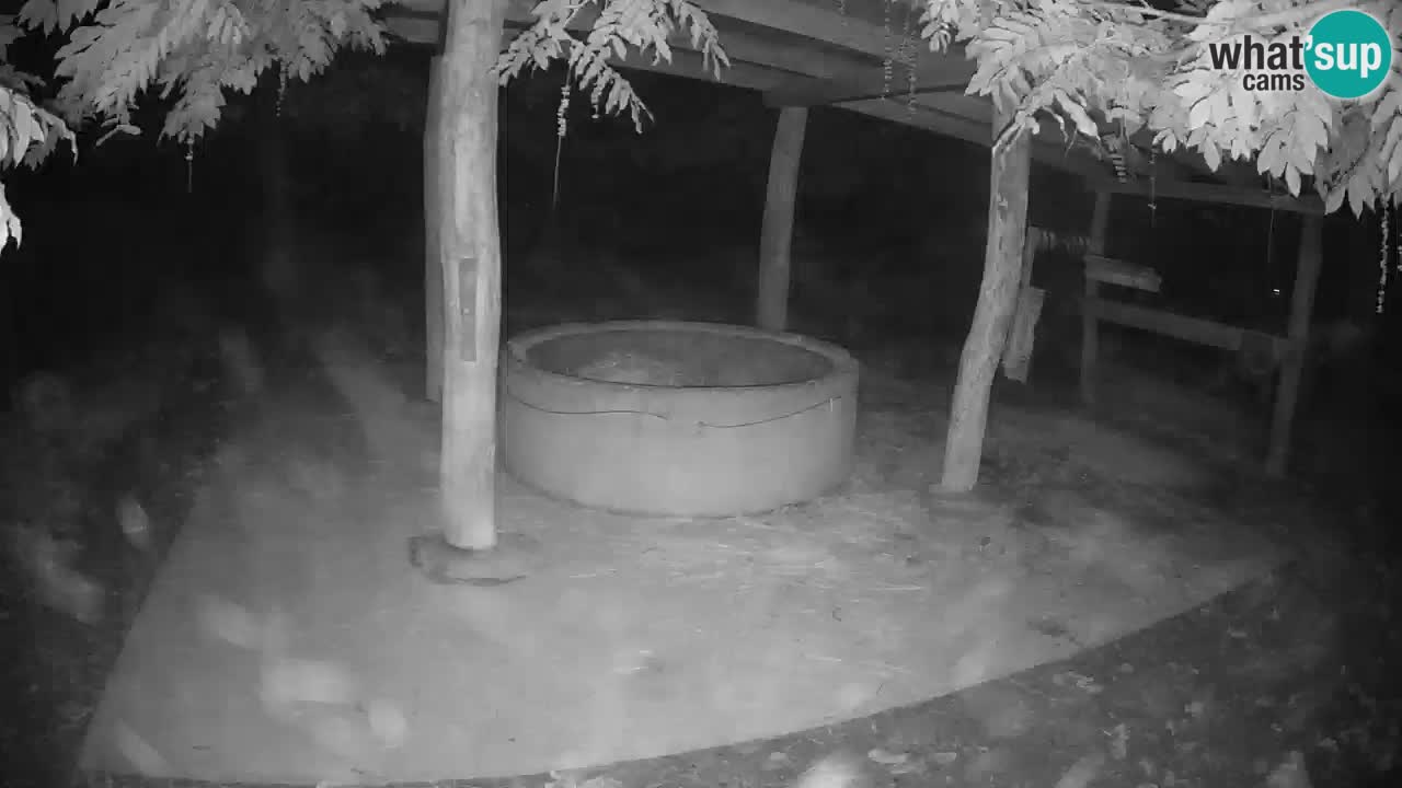 Web kamera uživo Zebras u ZOO Ljubljana – Slovenija