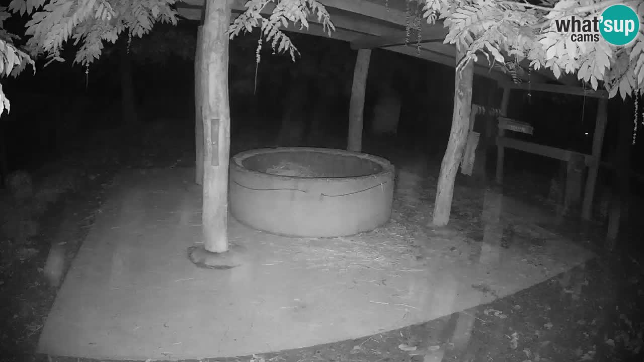 Live webcam Les zèbres in Ljubljana ZOO – Slovénie