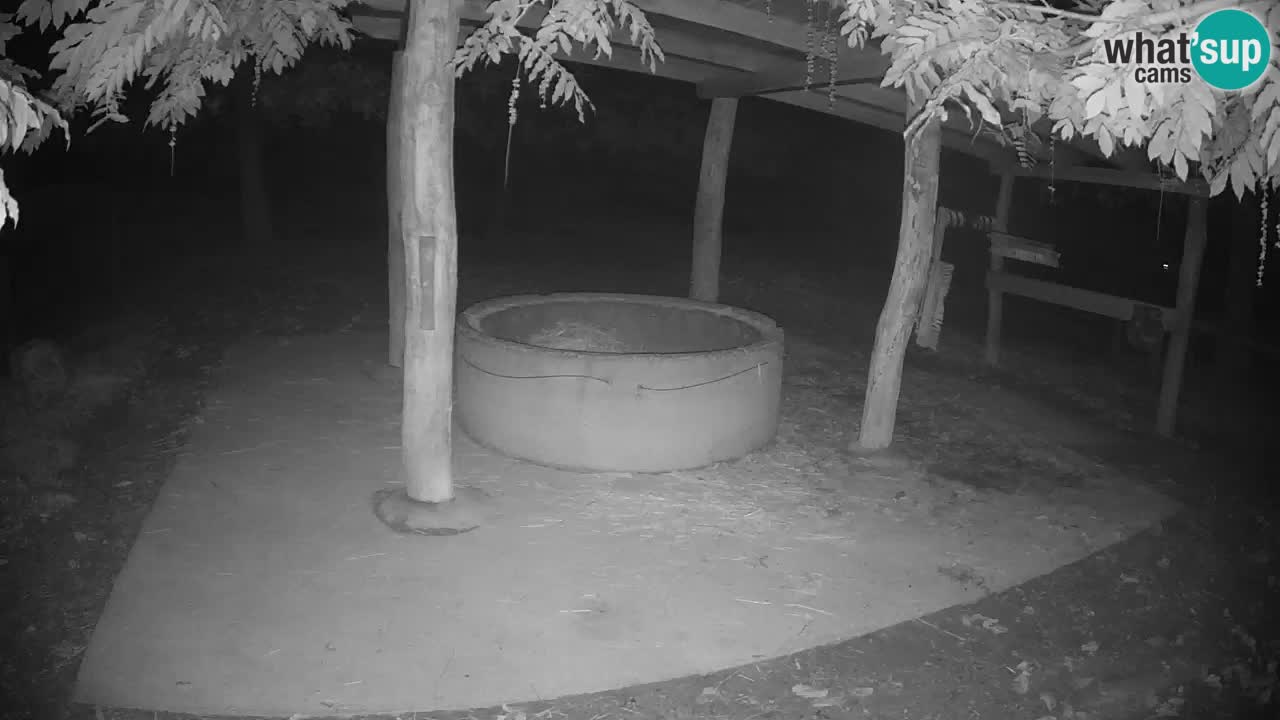 Live webcam Les zèbres in Ljubljana ZOO – Slovénie