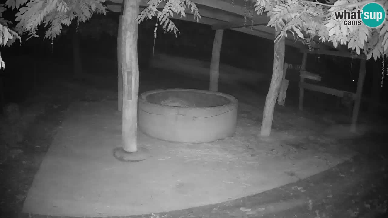 Live webcam Les zèbres in Ljubljana ZOO – Slovénie