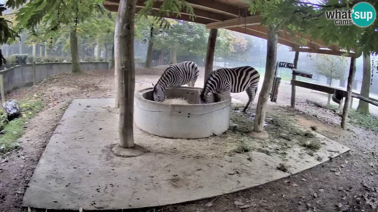 Camera en vivo Cebras in Ljubljana ZOO – Eslovenia