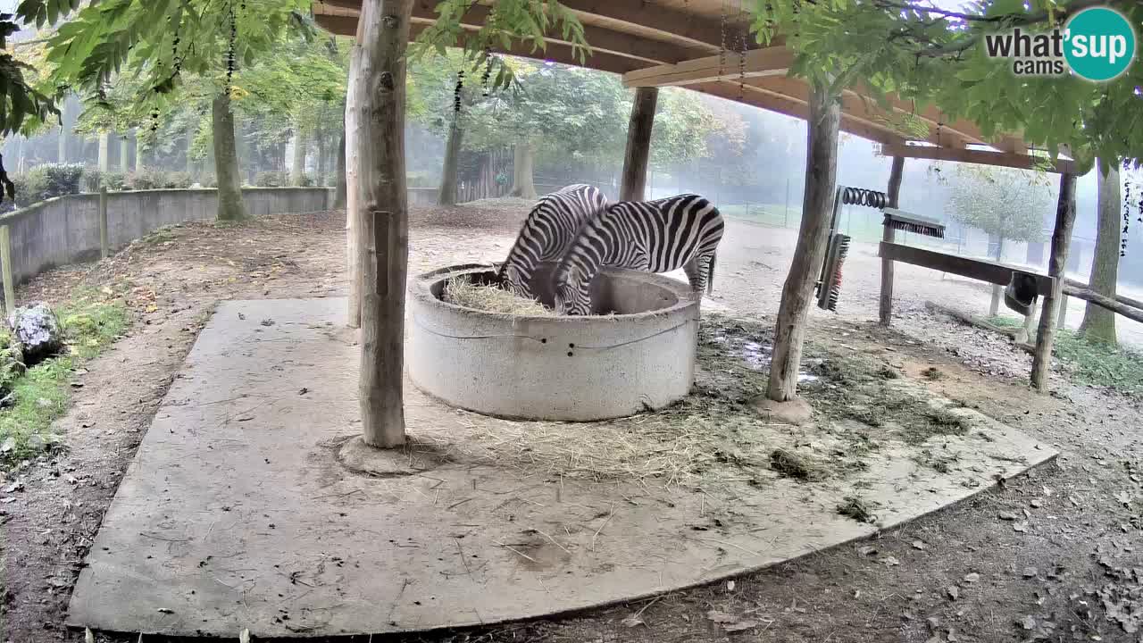 Web kamera uživo Zebras u ZOO Ljubljana – Slovenija