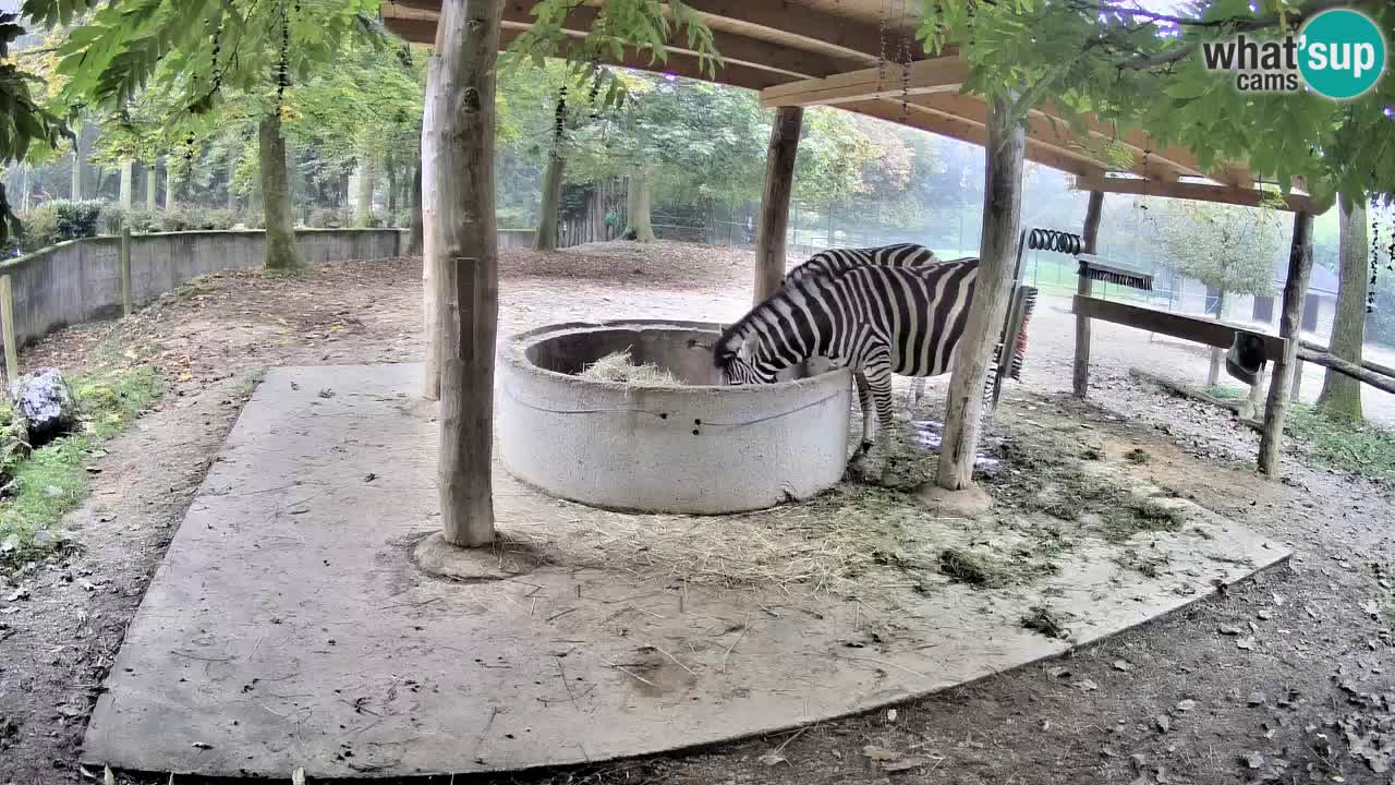 Camera en vivo Cebras in Ljubljana ZOO – Eslovenia